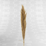 Pampas decorativo naturale 125 cm