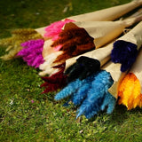 Pampas colorati decorativi 70 cm steli vivaci